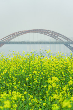 长沙湘府南路的油菜花