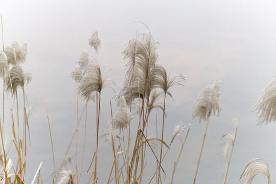 长沙湘江边的芦苇