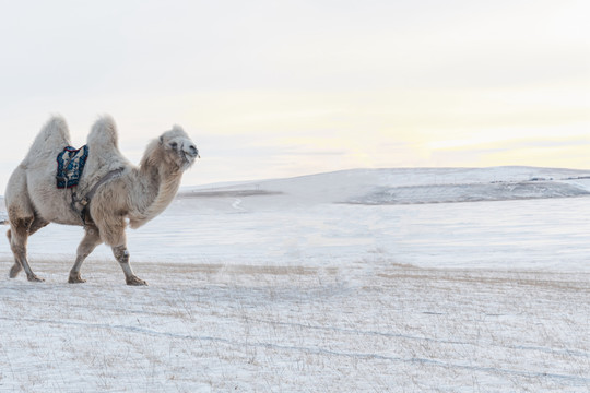 冬季雪原骆驼