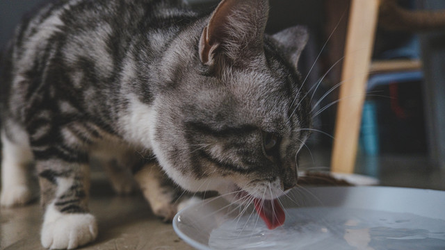 喝水的猫