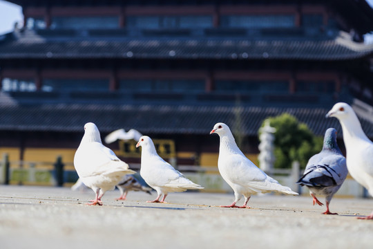 绍兴平阳寺