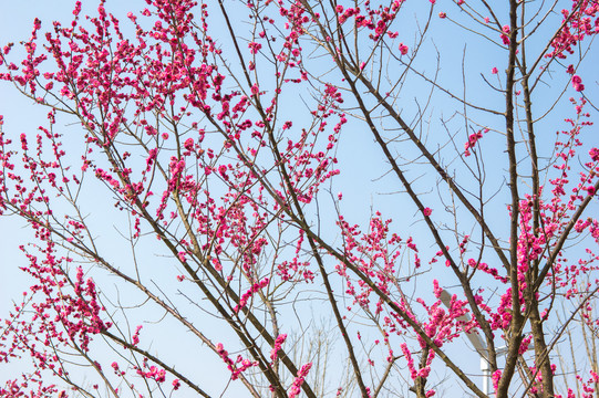 梅花树