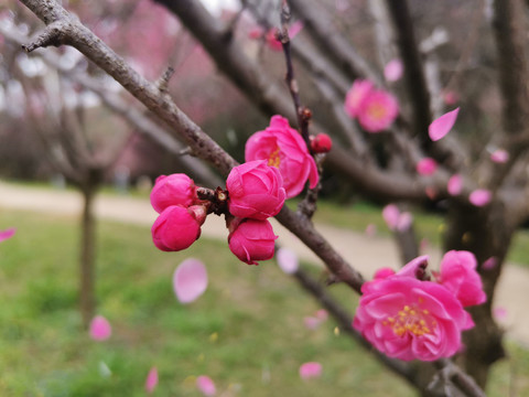 樱花特写