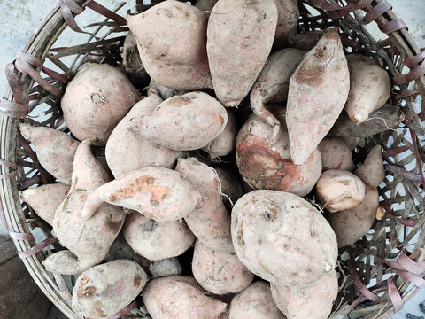 红薯种