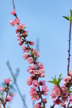 红色桃花绽放