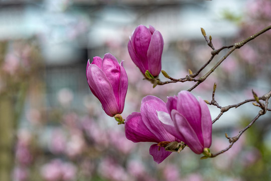 玉兰花开