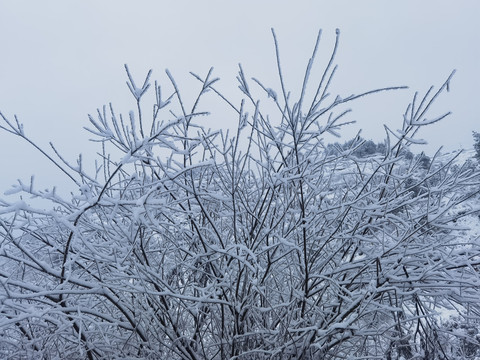 冰雪树枝