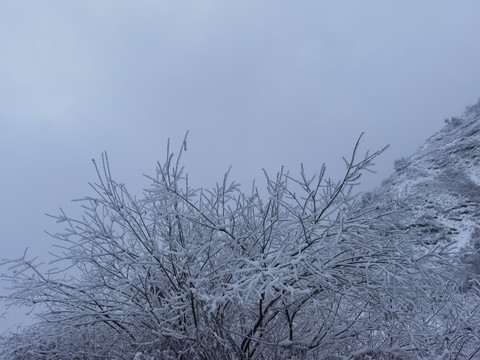 冰雪树枝