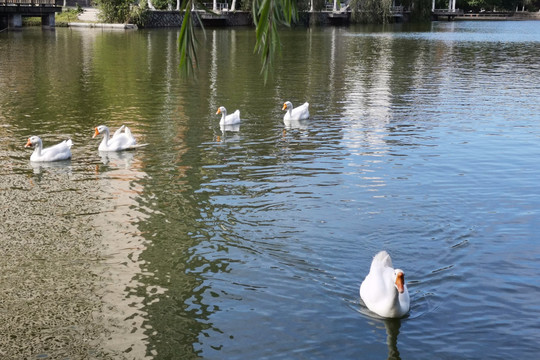 湖中成组的白鹅