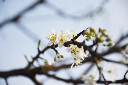 李子花
