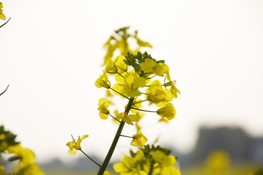油菜花特写