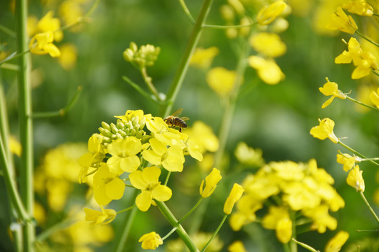 油菜花