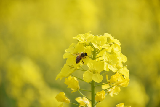 油菜花蜂蜜