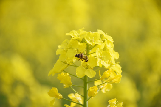 油菜花和蜜蜂