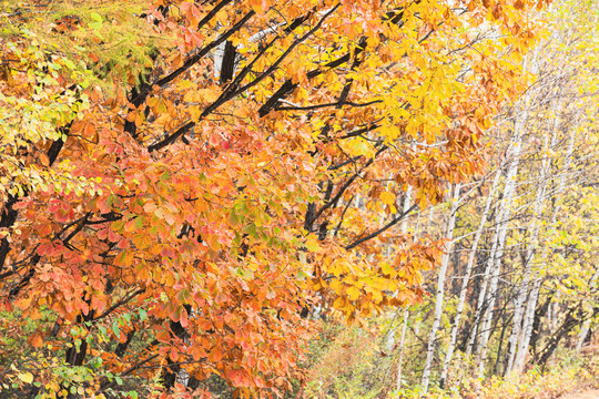 秋天的色彩森林白桦林红叶