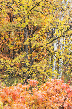 秋季彩色树林