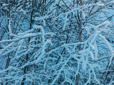 树枝树挂雪压树枝