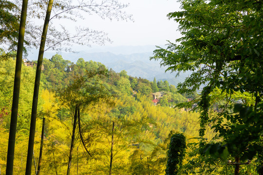 竹林竹海山景画