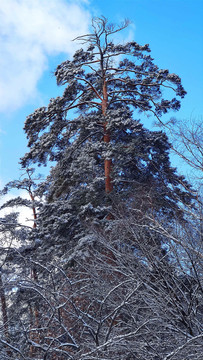 风雪美人松