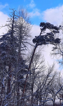 风雪美人松