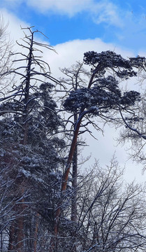 风雪美人松