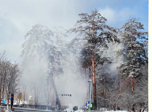 风雪美人松