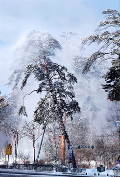 风雪美人松