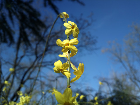 迎春花
