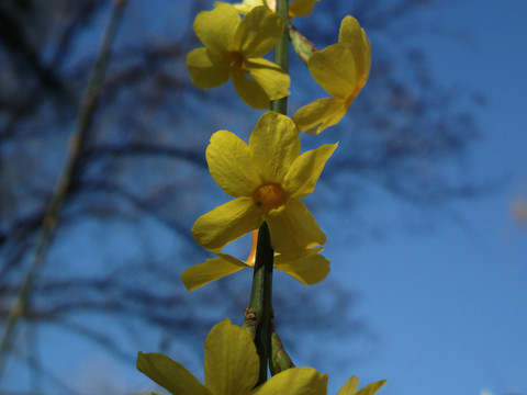 迎春花