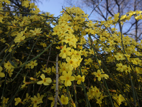 迎春花