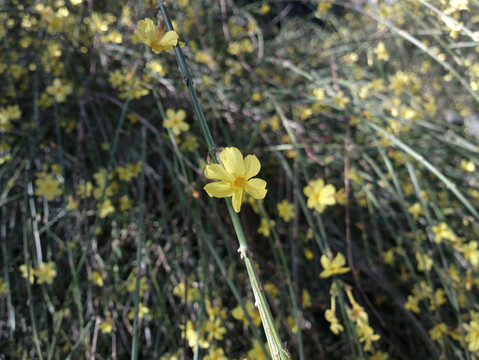 迎春花