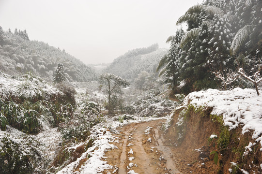 北苑贡茶遗址茶园雪景