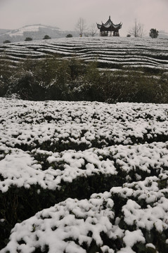 北苑金盘山生态茶园雪景