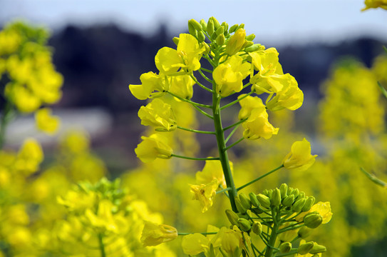 油菜花开