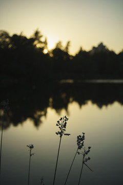 金华假日公园湖边水生植物
