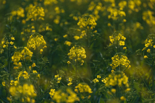 油菜花田