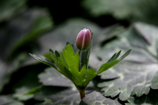 花苞