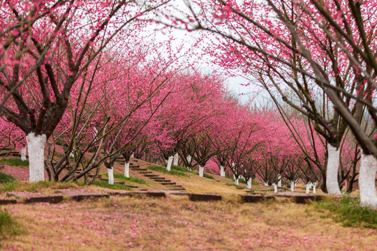 都江堰问花村