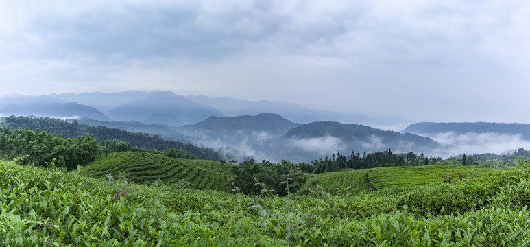 龙华古镇茶山风光