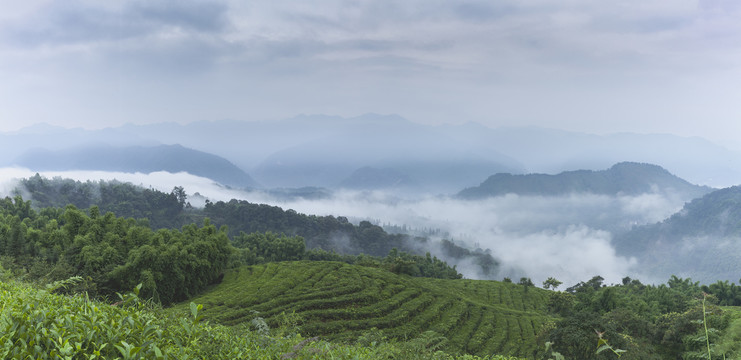 龙华古镇茶山风光