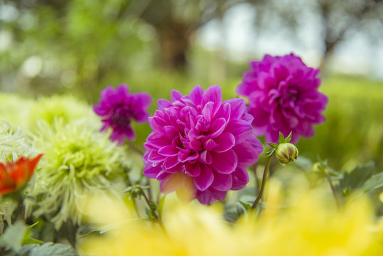 大丽菊花