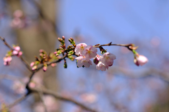 早樱樱花