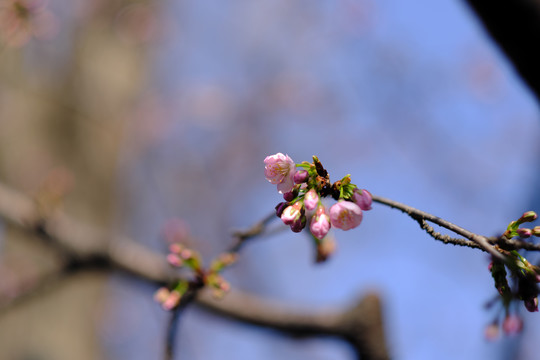 早樱樱花