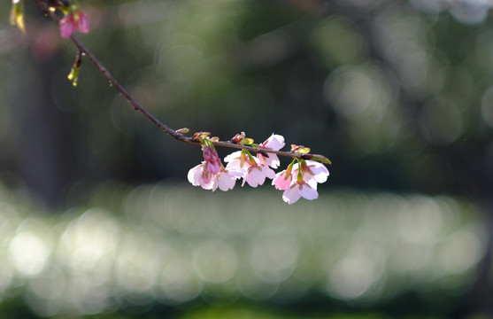 早樱樱花