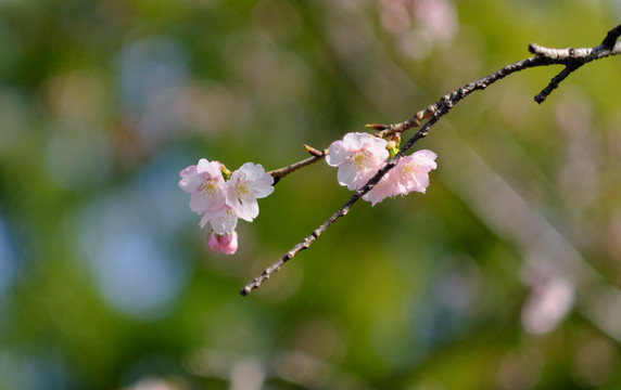 早樱樱花