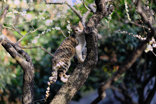 爬树的猫