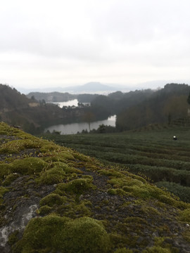 茶山风景