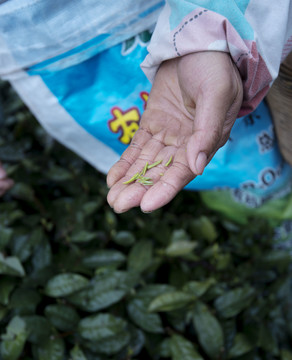 春茶种植采摘