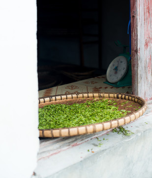 春茶种植采摘