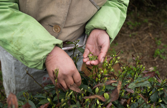 春茶种植采摘